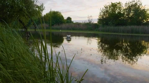 Serene Sunset on Ros River, Ukraine with Swan Stock Footage 326312546