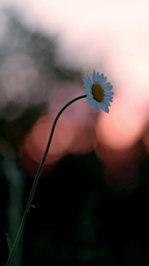 Serene Sunset with a Single Daisy, Capturing Tranquility and Natural Beauty 動画素材 332780916