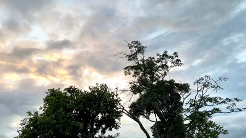 Serene Sunset Sky with Dramatic Clouds Behind Lush Green Trees Stock Footage 340898210
