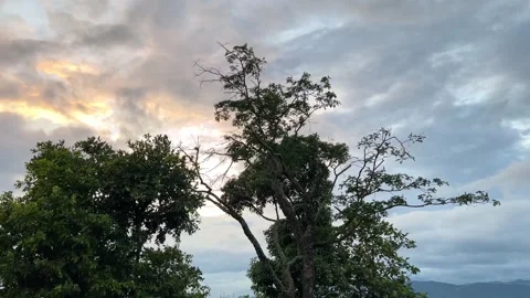 Serene Sunset Sky with Dramatic Clouds Behind Lush Green Trees Stock Footage 340898218