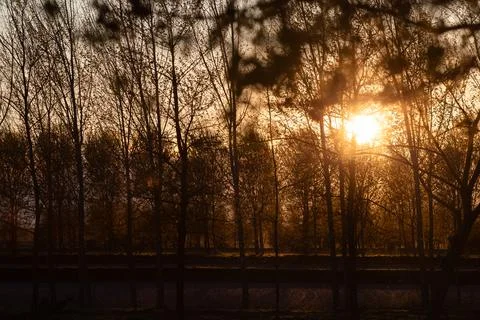 Serene Sunset Through Forest Trees With Warm Golden Light Stock Photos
