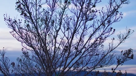 Serene Sunset Tree View in California Near Los Angeles Home 库存影片 332612890