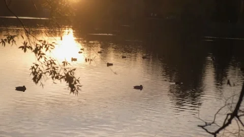 A serene sunset view of a lake with ducks gracefully swimming in the tranquil Stock Footage 276477545