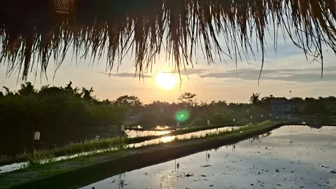 A serene sunset view over water filled race paddy field, wind in the evening Vídeo Stock 322009648
