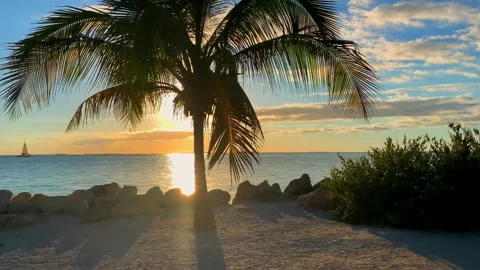 Serene Sunset View with Palm Tree Silhouette on Tropical Beach Stock Footage 302313345