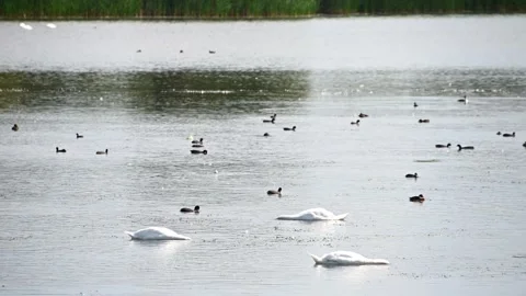 Serene swans and ducks gliding on tranquil lake with lush greenery Stock Footage 331244684