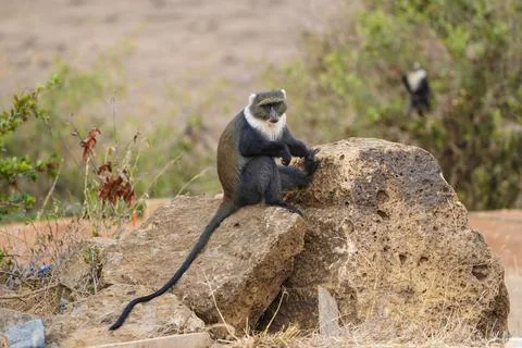 Serene Sykes' Monkey: Cercopithecus mitis albogularis on Rock Stock Photos