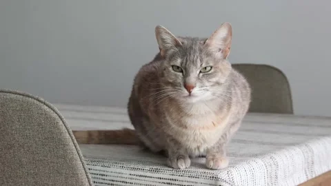 A serene tabby cat with closed eyes rests peacefully on a patterned tablecloth Stock Footage 337889396