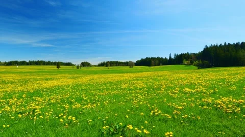 A Serene Timelapse of Spring, Capturing the Green Meadows, Blooming Dandelion Stock Footage 309182304