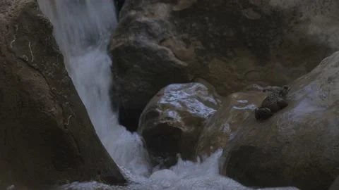 Serene Toad Perched on Rock Amidst Cascading Waterfall Vídeos de archivo 236932499