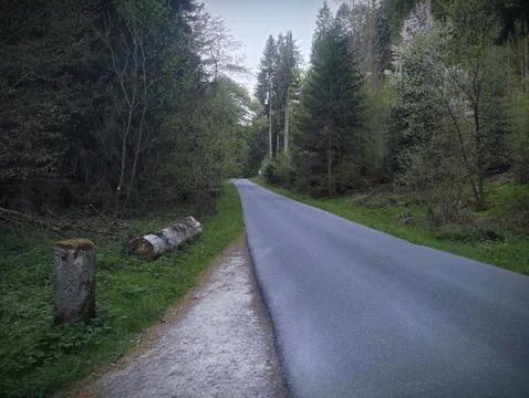 Serene Trail Through Dense Trees. Misty Forest Track With Towering Pines Stock Photos