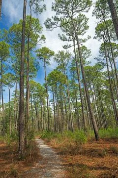 Serene Trail Through the Longleaf pines Stock Photos