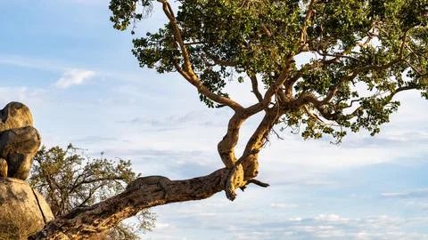 A Serene Tree Branch with a leopard Gracefully Reaching Out Against the Stock Photos