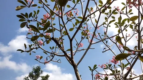 Serene Tree Branches Under a Clear Blue Sky Stock-Footage 341264967