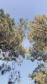 Serene Tree Canopy Under Blue Sky. Bromo National Park. Fotos Stock
