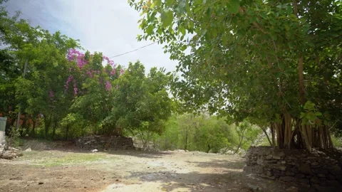 Serene Tree-Lined Path in Piplantri Village, Rajasthan Stock Footage 313239327