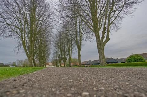 Serene Tree-Lined Pathway on a Cloudy Day Stock Photos
