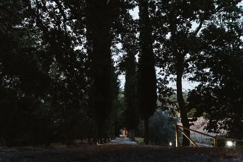 Serene Tree-Lined Pathway at Dusk Stock Photos