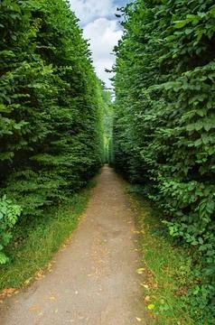 Serene Tree-Lined Pathway in Lush Green Forest 写真素材
