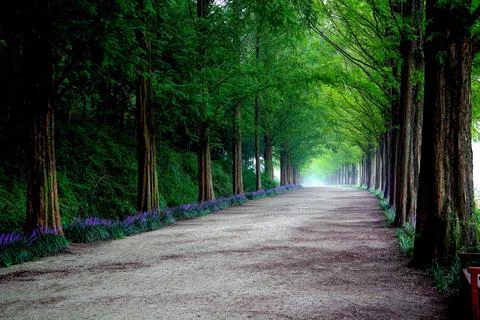 Serene Tree-Lined Pathway in a Lush Forest Stock Photos