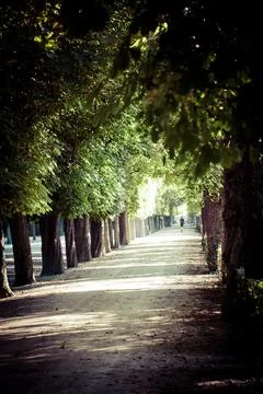 Serene Tree-Lined Pathway in Nature Stock Photos