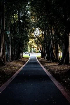 Serene Tree-Lined Pathway in a Park Stock Photos