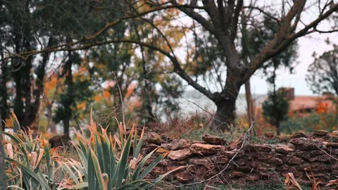 Serene Tree in a Park Stock Footage 302245377