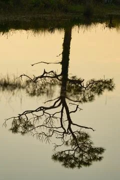 Serene Tree Reflection at Sunrise Foto stock