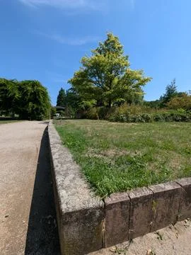 Serene tree standing in park with grass and stone pathway at ground level, .. Stock Photos