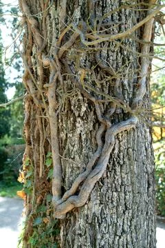 Serene tree trunk with intertwined roots in a natural outdoor setting close.. Stock Photos