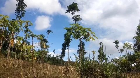 Serene Tropical Landscape Under a Bright Sky 動画素材 335936736