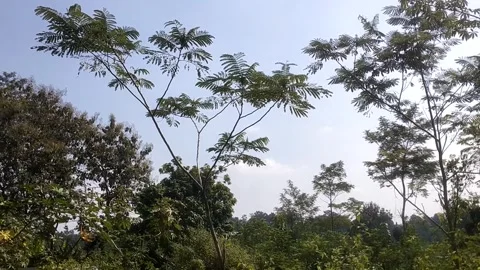 Serene Tropical Landscape under Clear Sky 스톡 동영상 337879940