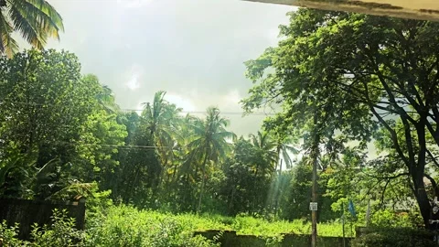 A serene tropical scene featuring lush green trees, including palm trees Stock Footage 315423664