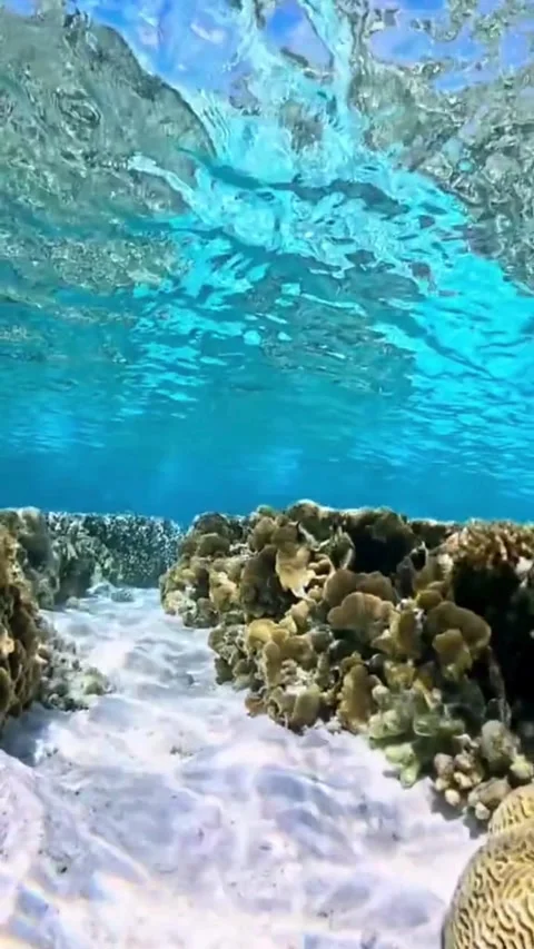 Serene Underwater View Looking Up Toward the Rippling Ocean Surface Video stock 336837547