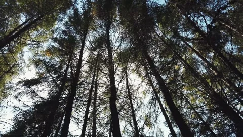 Serene upward view capturing tall pine trees in a dense forest illuminated by Stock-Footage 309886955