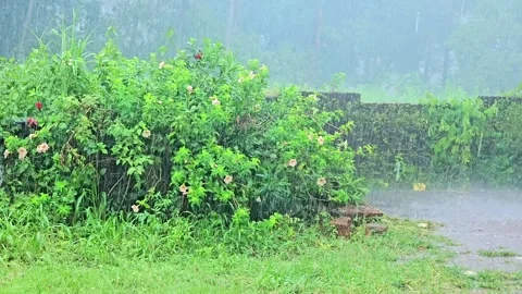 A serene video capturing a heavy downpour of rain. The lush green foliage Stock-Footage 315569689