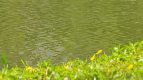 The serene video features green grass at the water's edge. Stock Footage 319418958