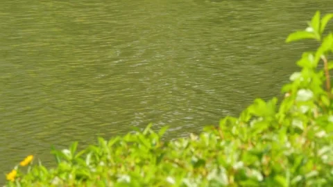 The serene video features green grass at the water's edge Stock Footage 319418993