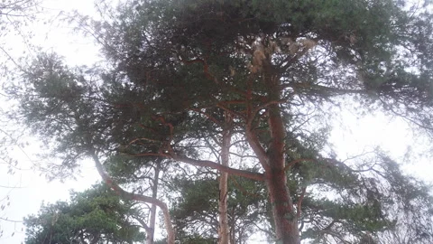 A serene video showcasing tree branches and leaves against a cloudy sky Vidéo 270485370