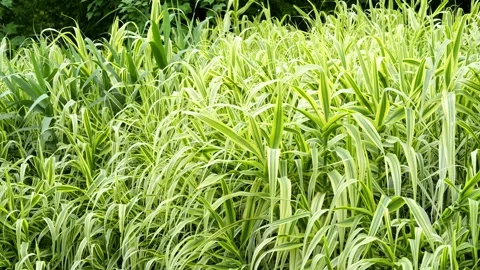 Serene View of Arundo donax (Giant Reed Grass) 4K25p 스톡 동영상 336649738
