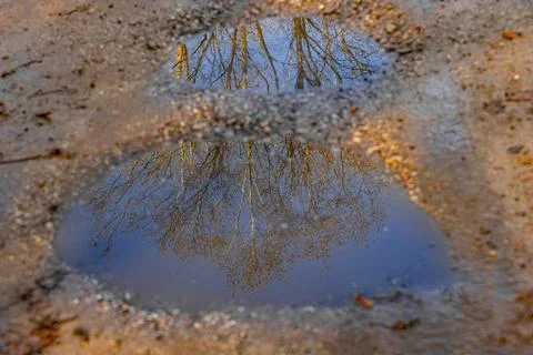 A serene view of bare tree branches reflected in two puddles on a gravel path Stock Photos