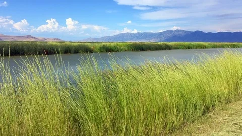 Serene view of blowing grass along a river with mountains in the distance Video stock 78285635