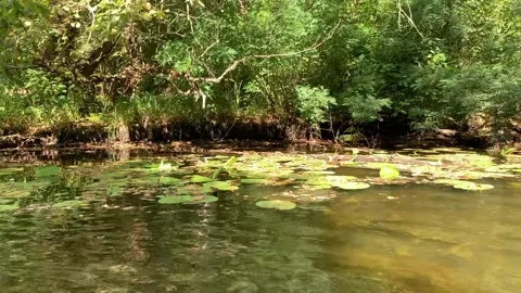 Serene view of a calm river surface covered with floating lily pads in a lush Vidéo 345663014