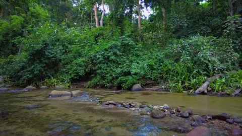 A serene view of the Choroni River, surrounded by lush greenery, offering peace Stock Footage 332597292
