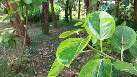 A Serene View of a Dancing Leaf in the Wind Stock Footage 237212586