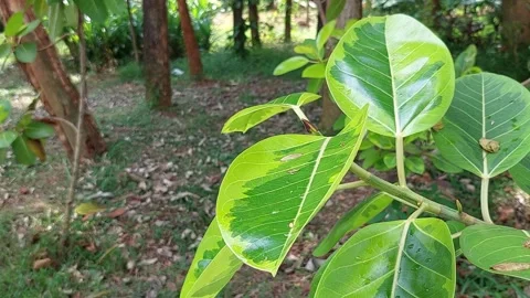 A Serene View of a Dancing Leaf in the Wind Stock Footage 237212587