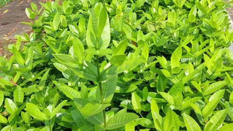 A Serene View of a Dancing Leaf in the Wind Stock Footage 237212669