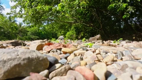 A serene view of a dry riverbed surrounded by dense forests. Stock Footage 342750715