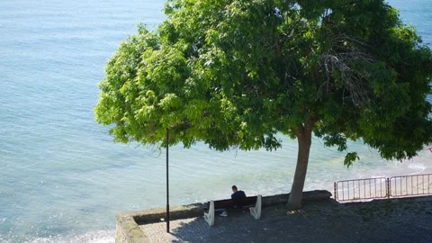 Serene view of a lush green tree casting shade near a calm waterfront with .. 스톡 동영상 293138080