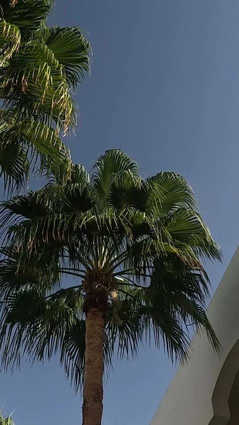 A Serene View of Lush Palm Trees Against a Clear Blue Sky Capturing the Essence 库存影片 330095597